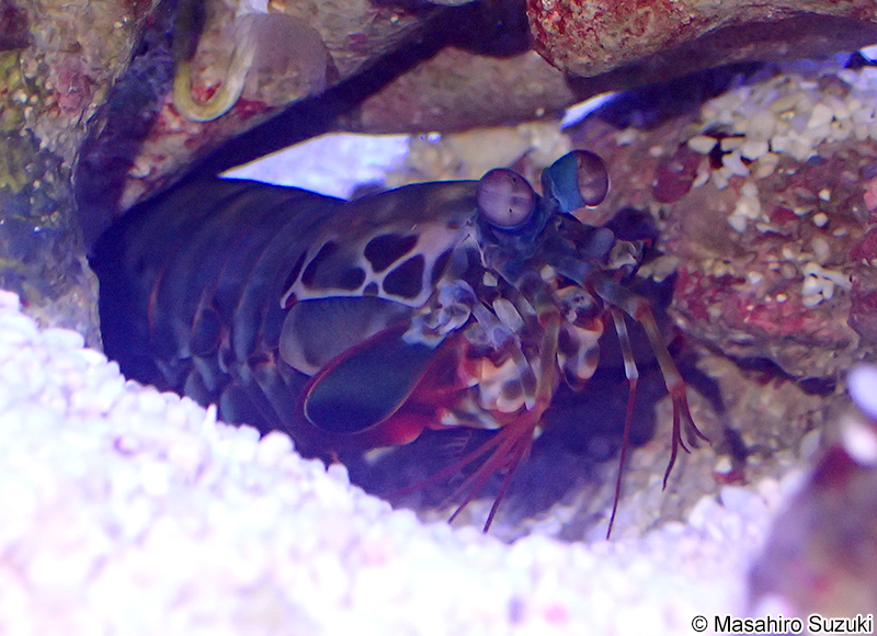 モンハナシャコ Odontodactylus scyllarus