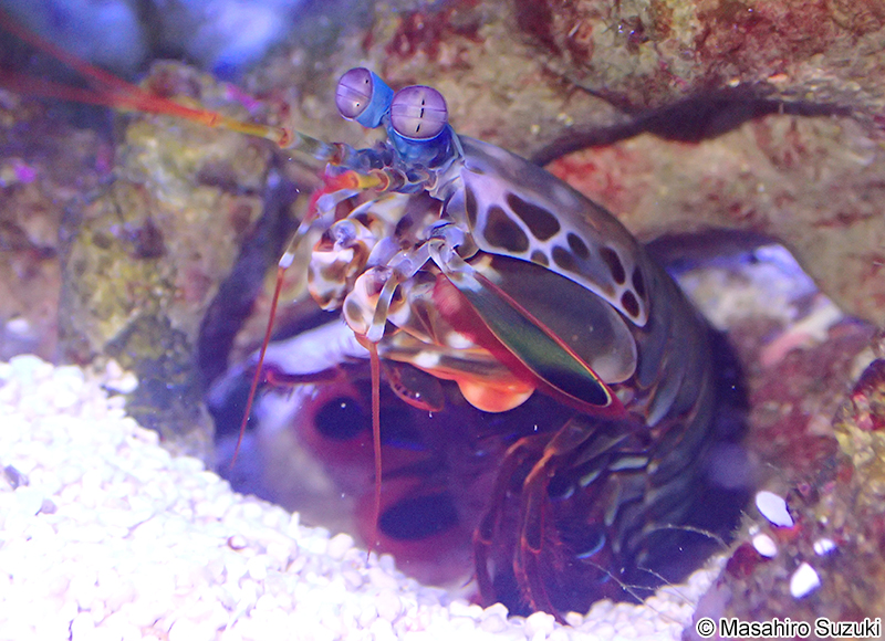 モンハナシャコ Odontodactylus scyllarus