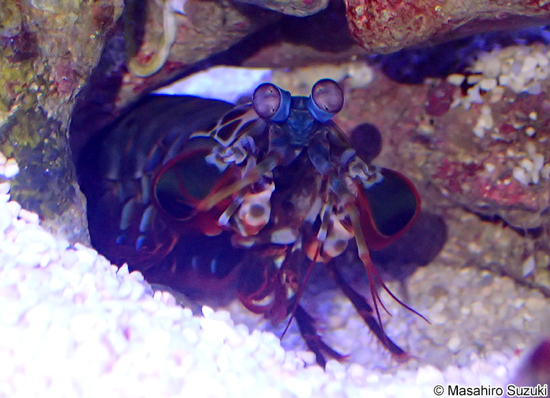 モンハナシャコ Odontodactylus scyllarus