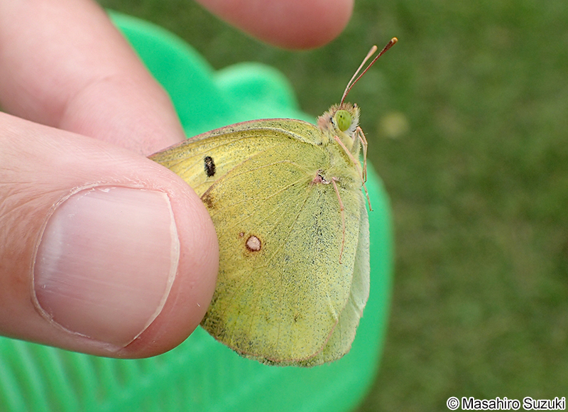 モンキチョウ Colias erate
