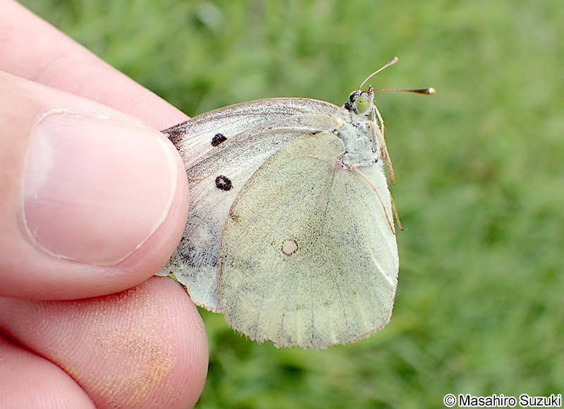 モンキチョウ Colias erate