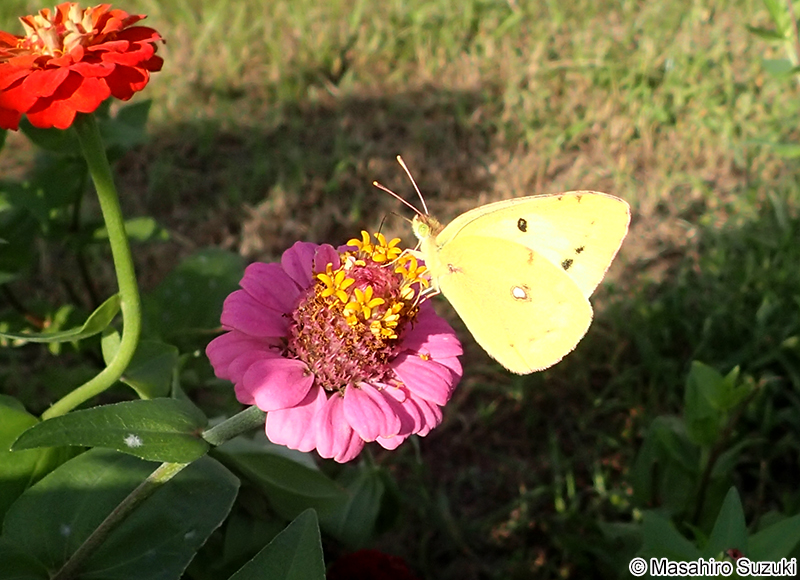モンキチョウ Colias erate