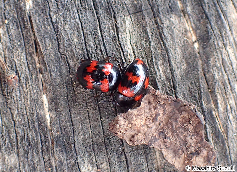 モンキゴミムシダマシ Diaperis lewisi lewisi