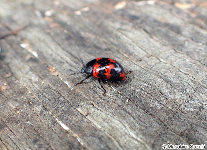 モンキゴミムシダマシ Diaperis lewisi lewisi