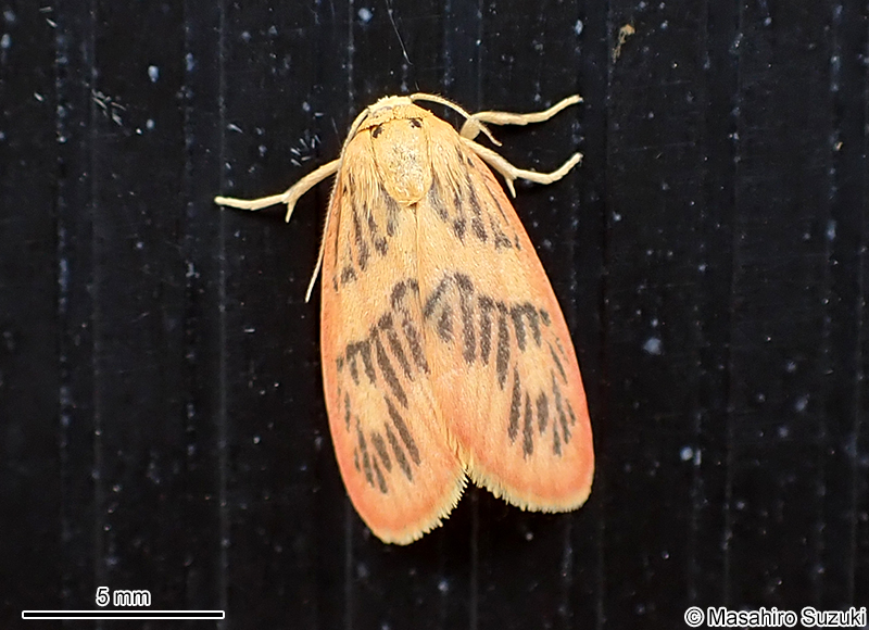 モンクロベニコケガ Stigmatophora rhodophila