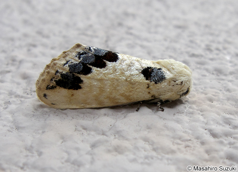 モンクロシャチホコ Phalera flavescens