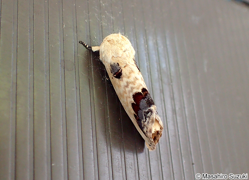 モンクロシャチホコ Phalera flavescens