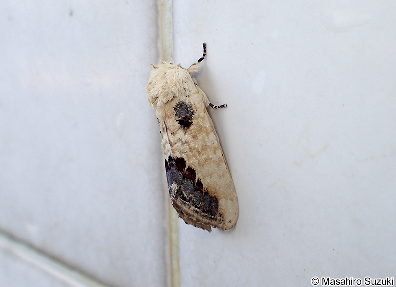 モンクロシャチホコ Phalera flavescens