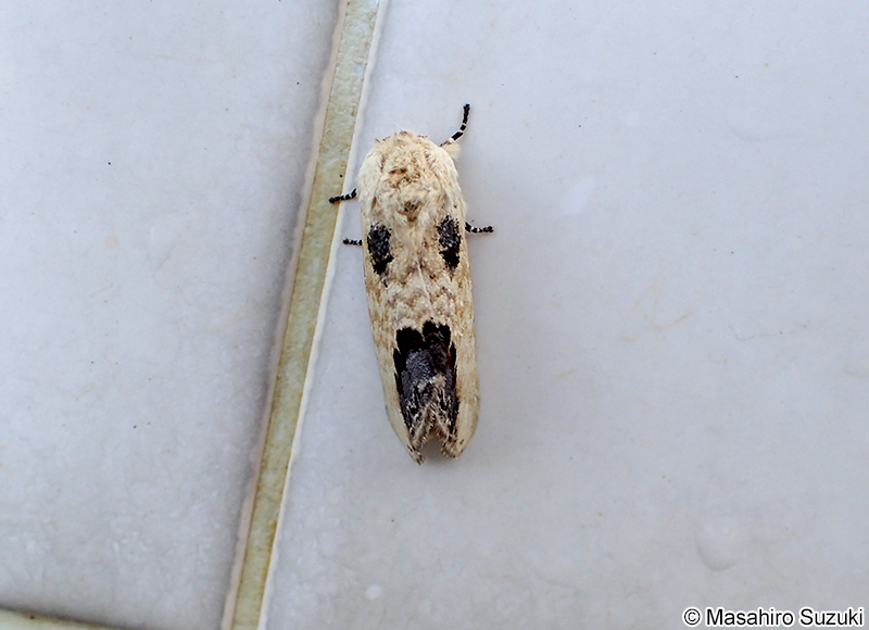 モンクロシャチホコ Phalera flavescens