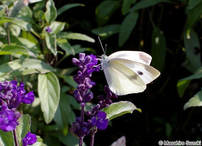 モンシロチョウ Pieris rapae