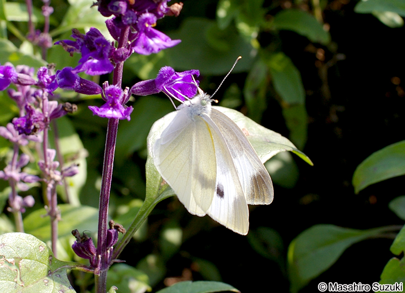 モンシロチョウ Pieris rapae