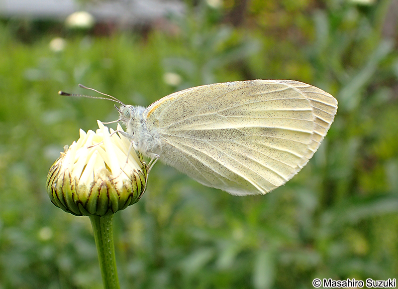 モンシロチョウ Pieris rapae