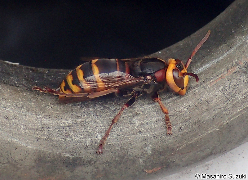 モンスズメバチ Vespa crabro