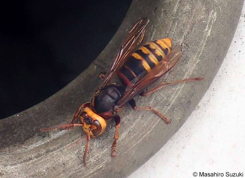 モンスズメバチ Vespa crabro