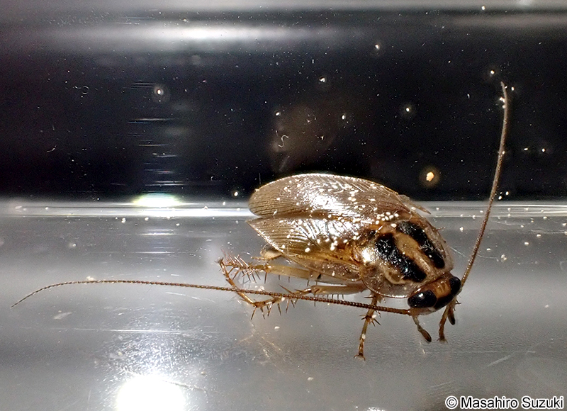 モリチャバネゴキブリ Blattella nipponica