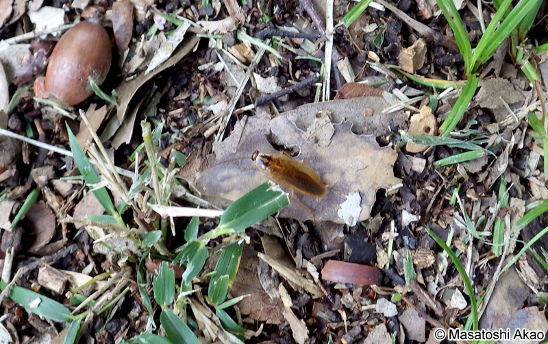 モリチャバネゴキブリ Blattella nipponica