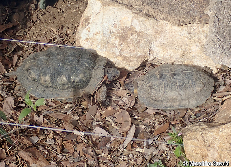 モリイシガメ Glyptemys insculpta