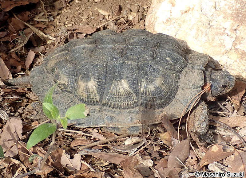 モリイシガメ Glyptemys insculpta