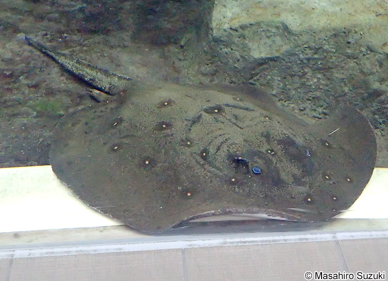 Potamotrygon motoro