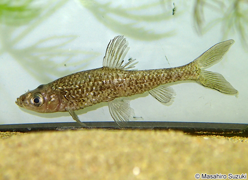 モツゴ Pseudorasbora parva