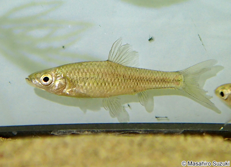 モツゴ Pseudorasbora parva