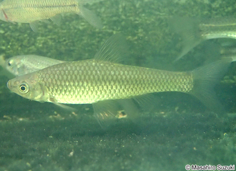 モツゴ Pseudorasbora parva