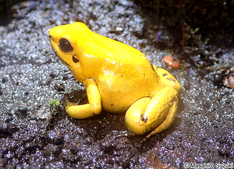 モウドクフキヤガエル Phyllobates terribilis