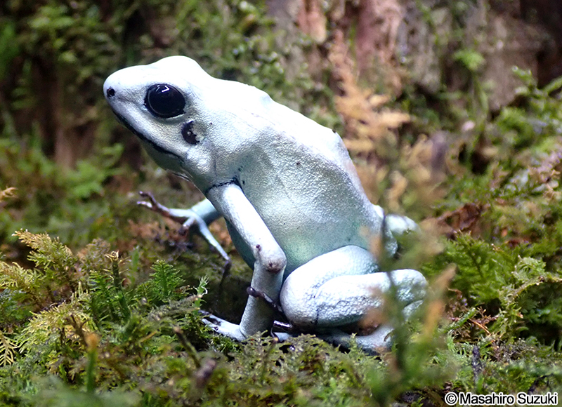 モウドクフキヤガエル Phyllobates terribilis
