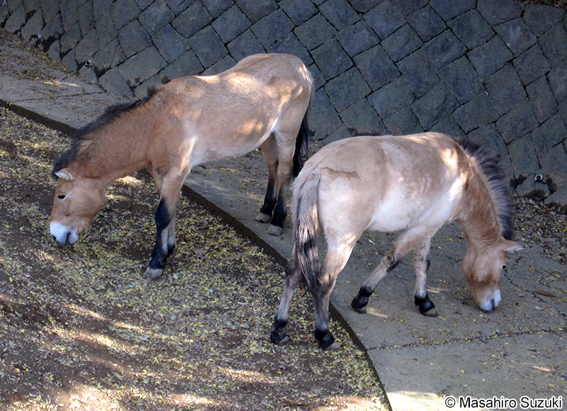 モウコノウマ Equus ferus przewalskii