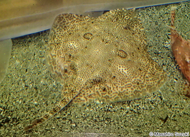 モヨウカスベ Okamejei acutispina