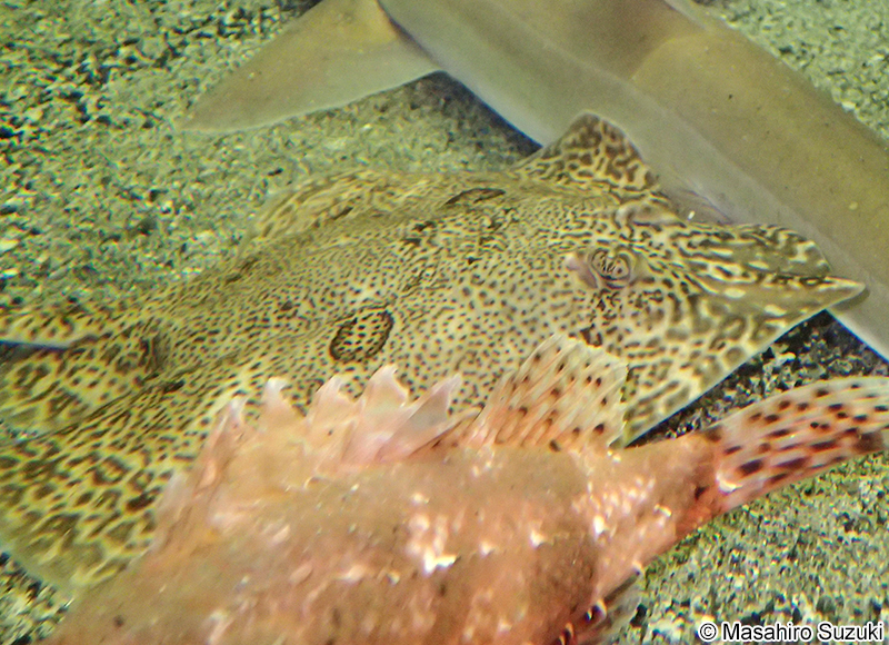 モヨウカスベ Okamejei acutispina