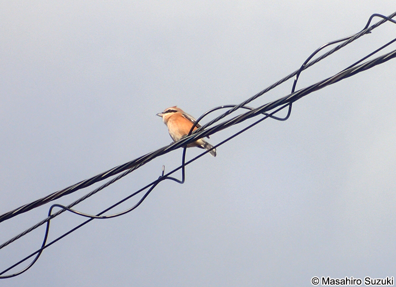 モズ Lanius bucephalus