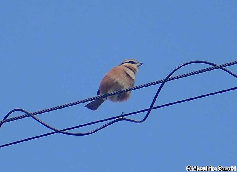 モズ Lanius bucephalus