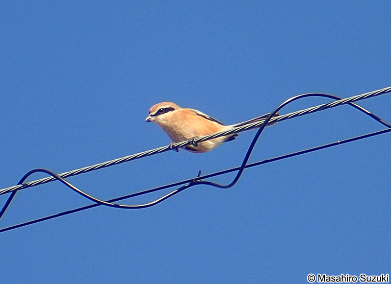 モズ Lanius bucephalus