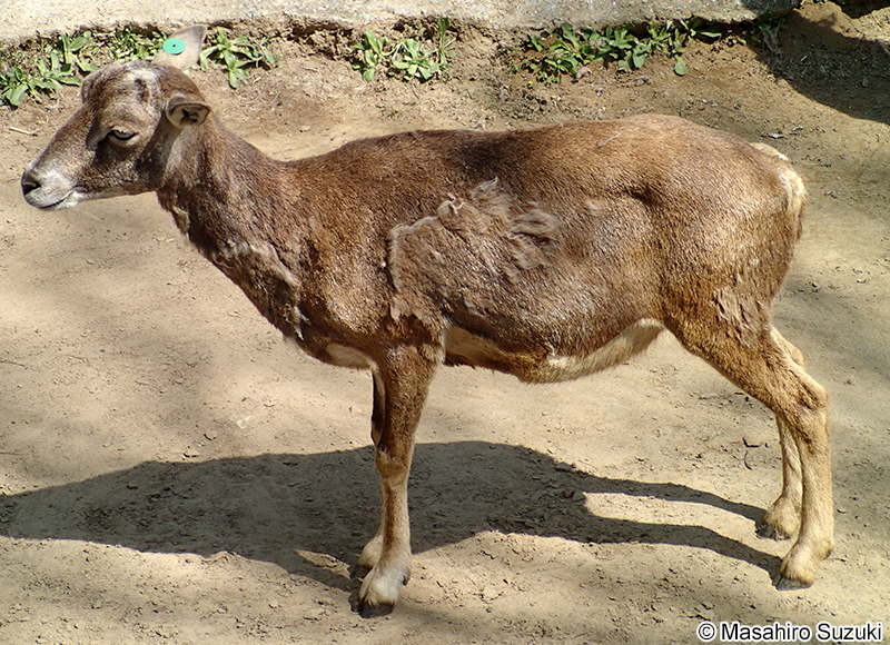 ムフロン Ovis aries
