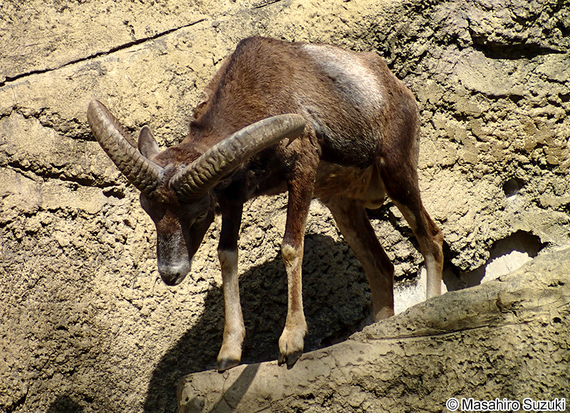 ムフロン Ovis aries