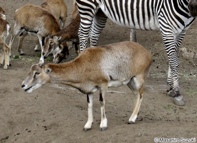 ムフロン Ovis aries
