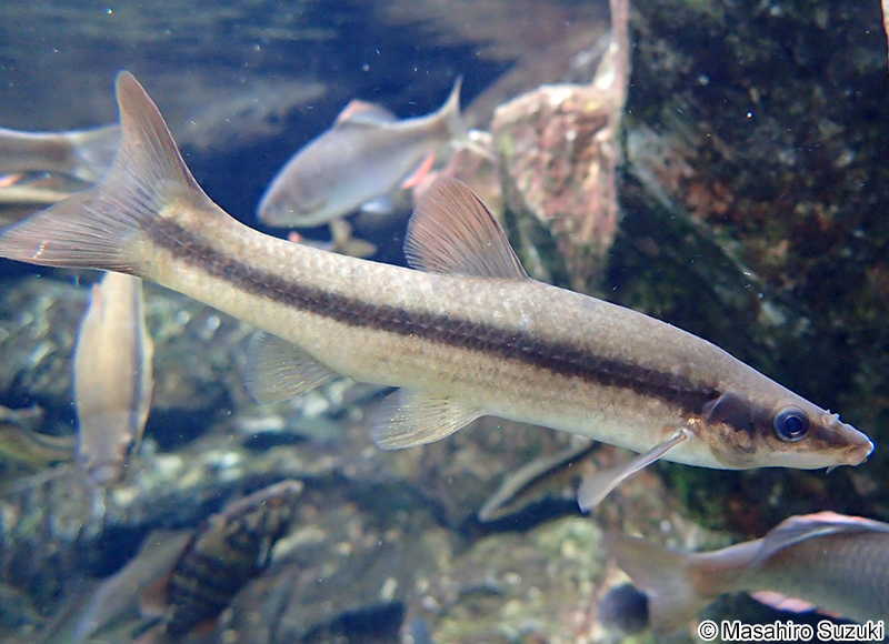 ムギツク Pungtungia herzi