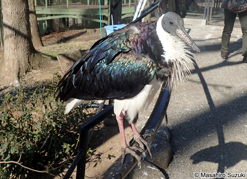 ムギワラトキ Threskiornis spinicollis