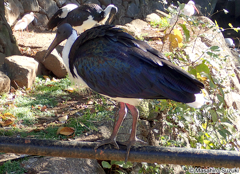 ムギワラトキ Threskiornis spinicollis