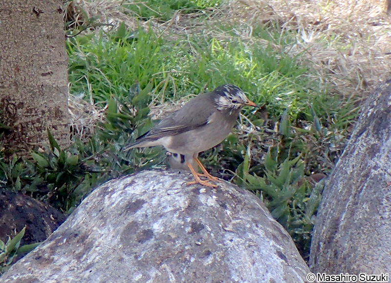 ムクドリ Sturnus cineraceus