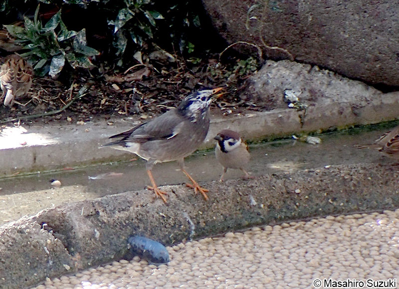 ムクドリ Sturnus cineraceus