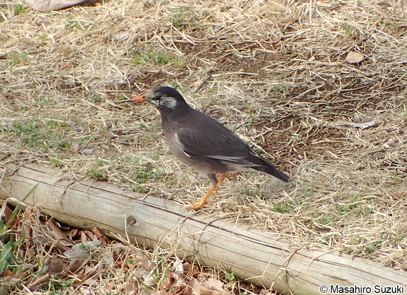 ムクドリ Sturnus cineraceus