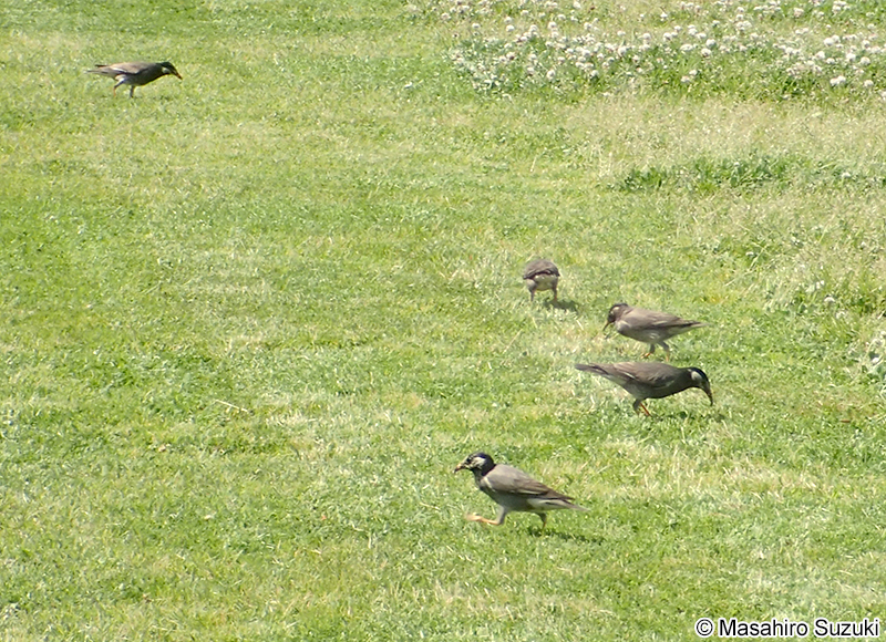 ムクドリ Sturnus cineraceus