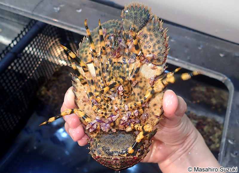 ムラサキハダカボシ Paralepas quadrata