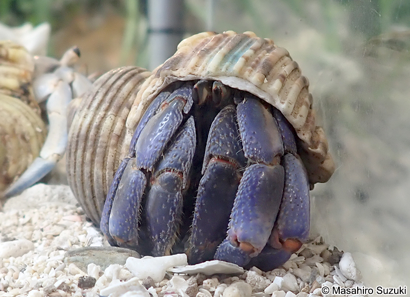 ムラサキオカヤドカリ Coenobita purpureus
