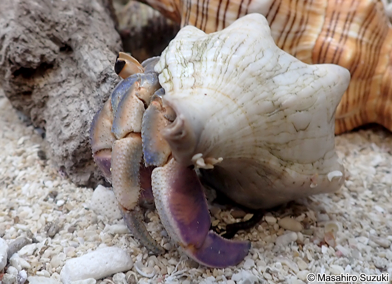 ムラサキオカヤドカリ Coenobita purpureus