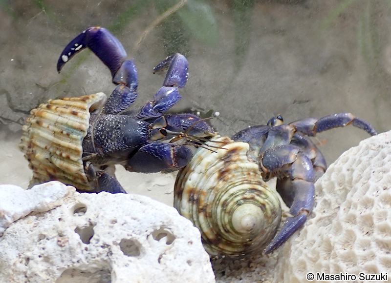 ムラサキオカヤドカリ Coenobita purpureus