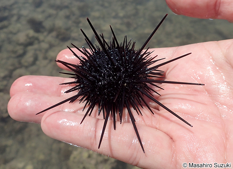 ムラサキウニ Heliocidaris crassispina