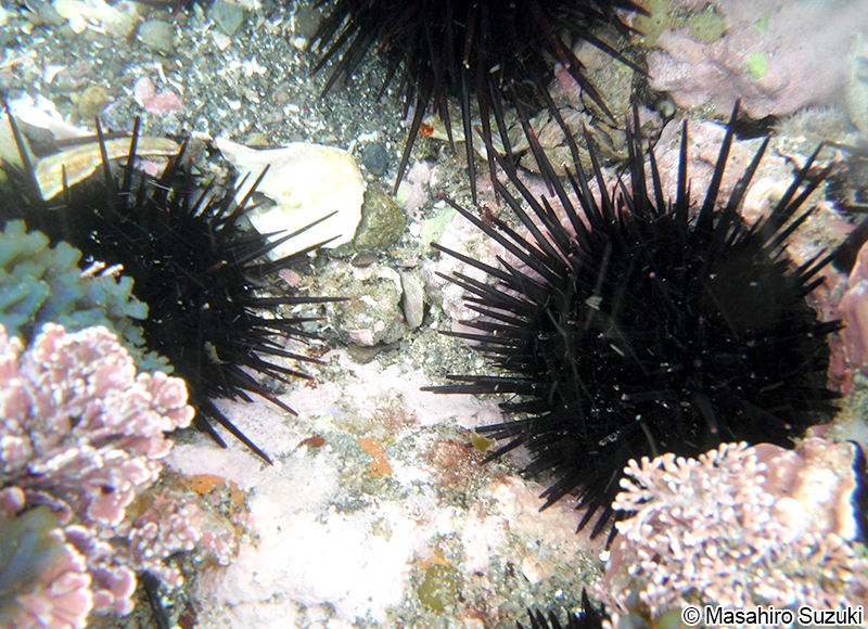 ムラサキウニ Heliocidaris crassispina